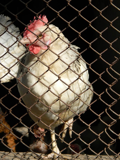 队的内线核 队的内线核